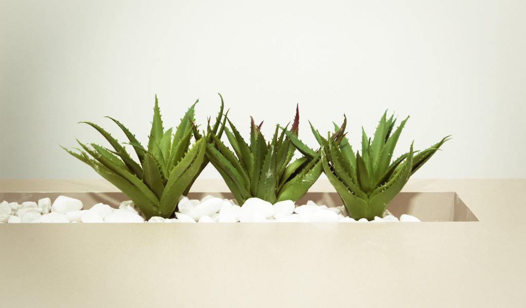 Aloe vera home remedies for glowing skin