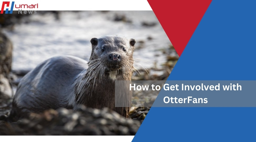 How to Get Involved with OtterFans