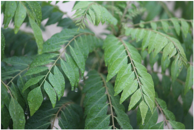 Curry_leaves