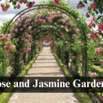 How to Grow a Rose and Jasmine Garden
