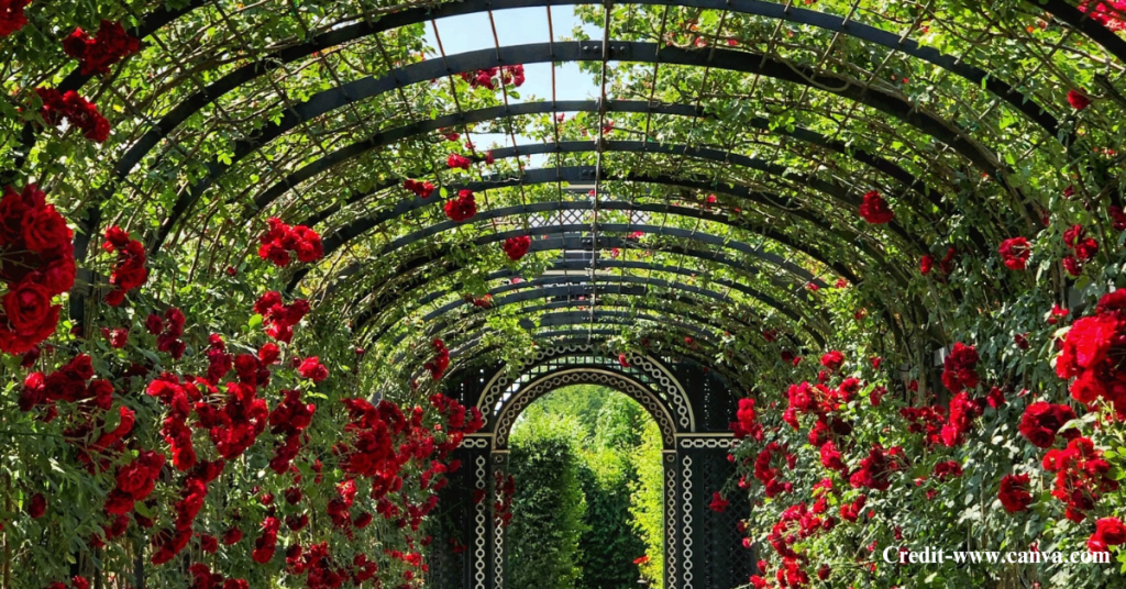 Rose and Jasmine Garden