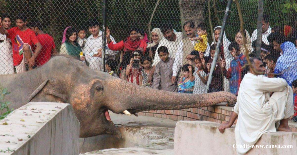 Lahore Zoo Safari