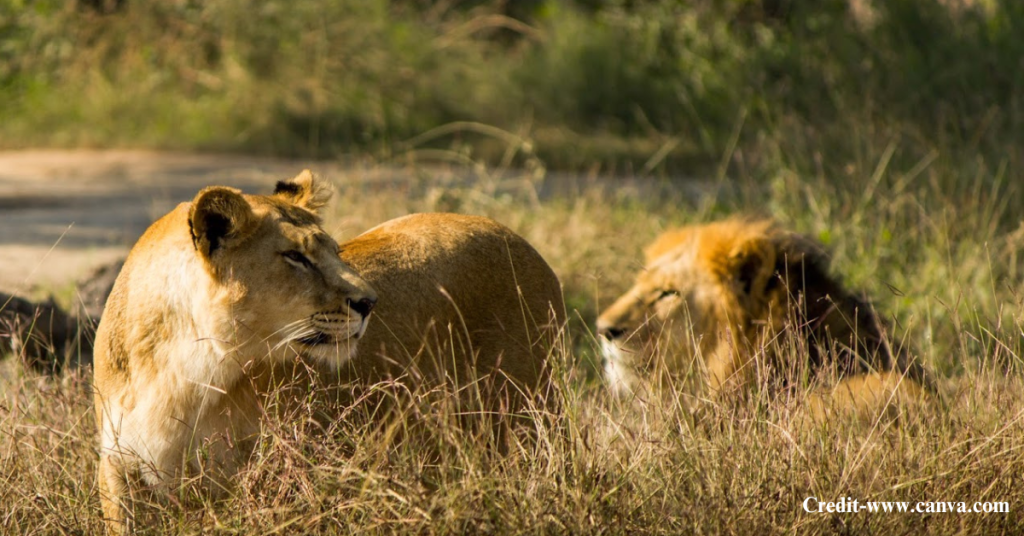Lahore Zoo Safari