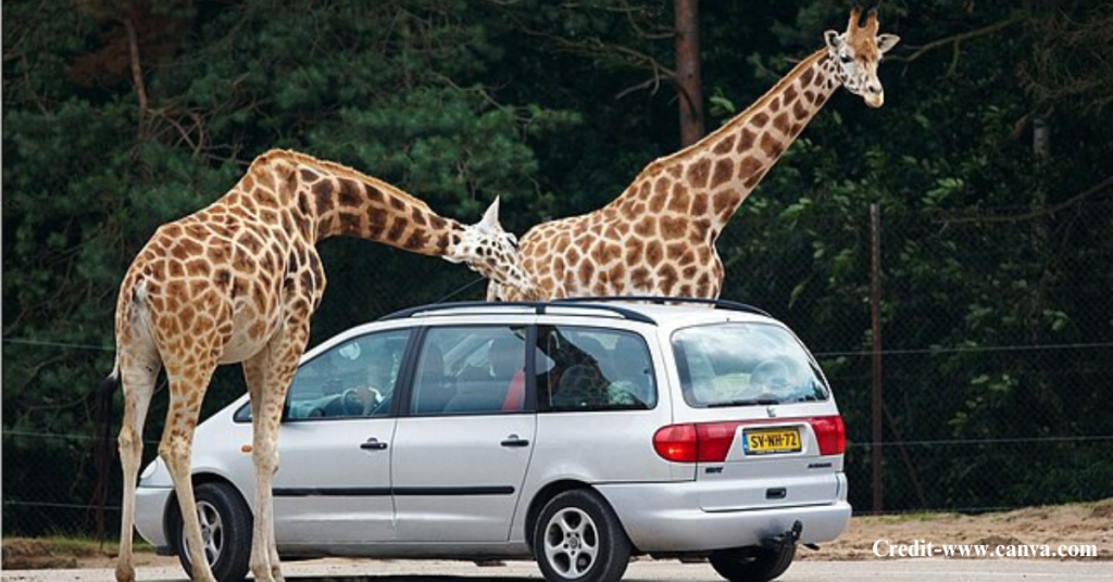 Lahore Zoo Safari